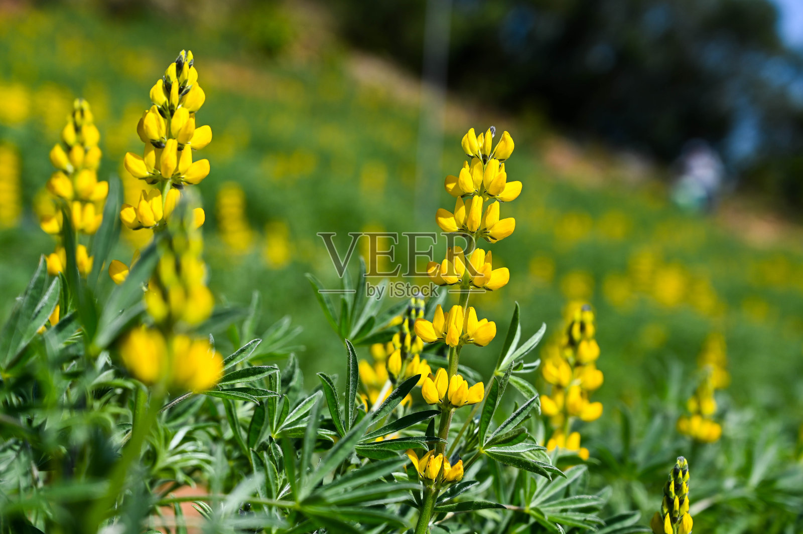 公园内常年种黄色羽扇豆。照片摄影图片