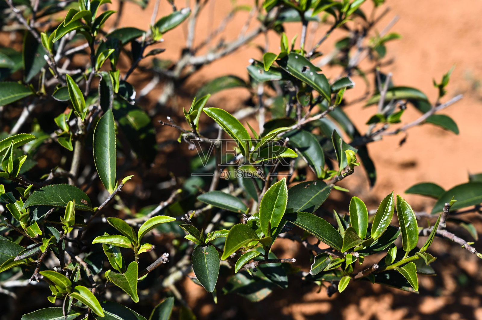 在茶园里仔细观察茶叶。照片摄影图片