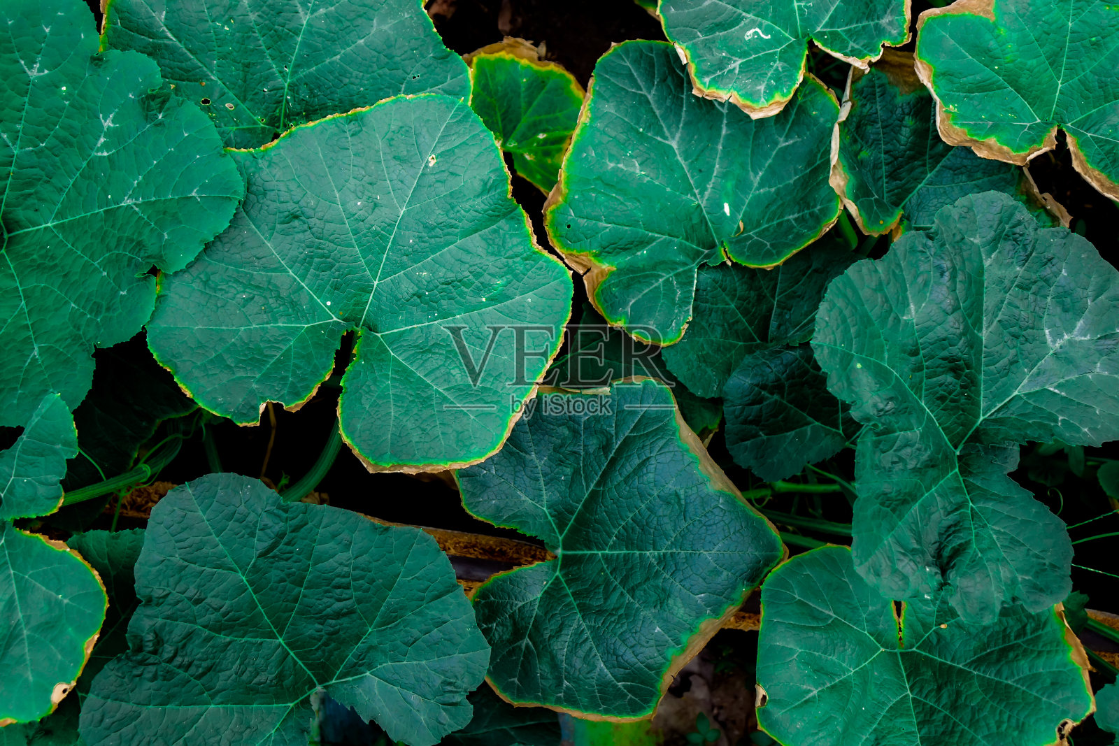 绿叶在大自然的抽象背景中照片摄影图片