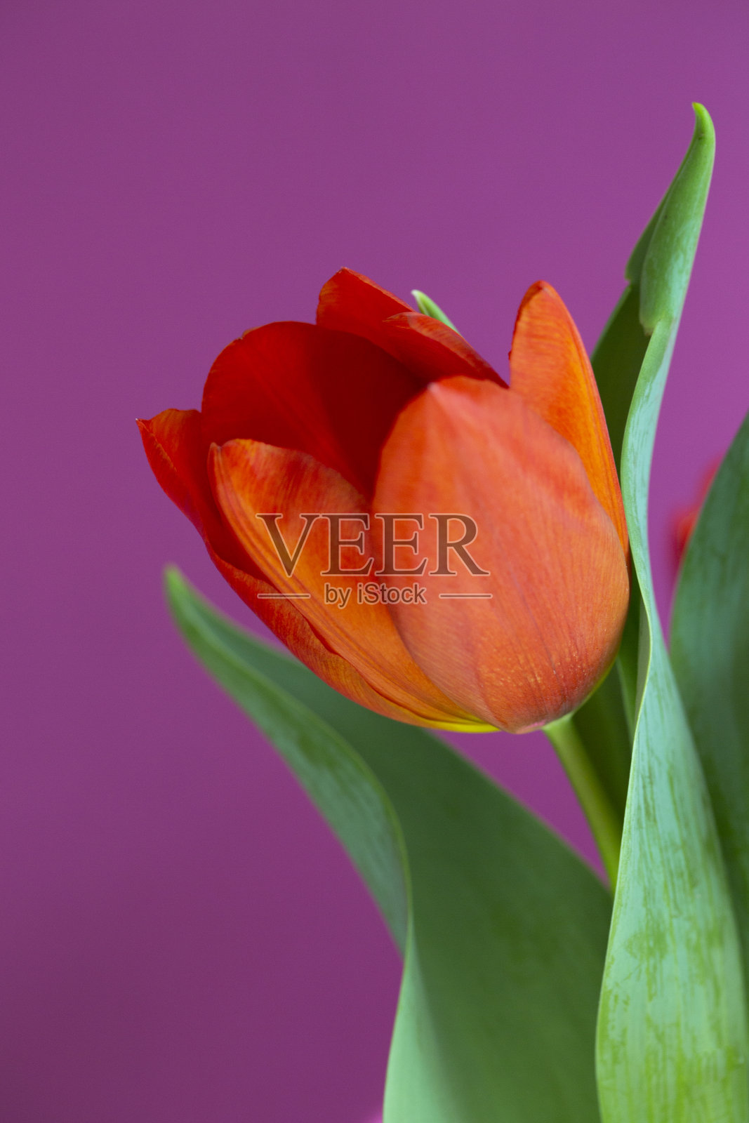 郁金香照片摄影图片