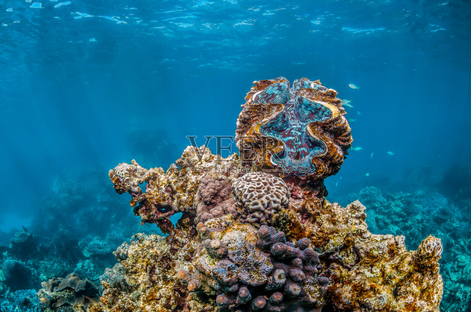 五彩的海蛤在清澈的蓝色海水上休息照片摄影图片