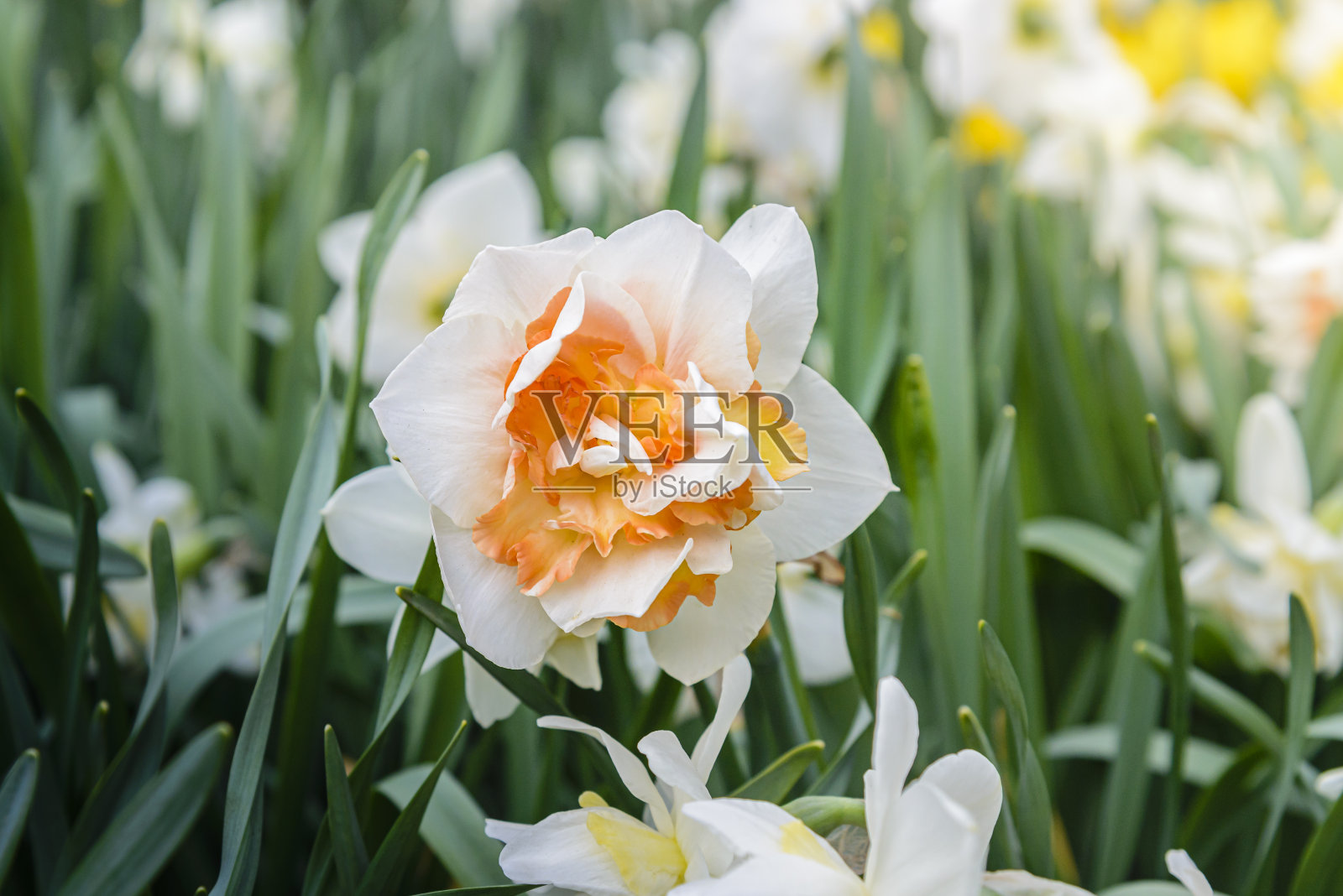 春天盛开的水仙花的花坛照片摄影图片