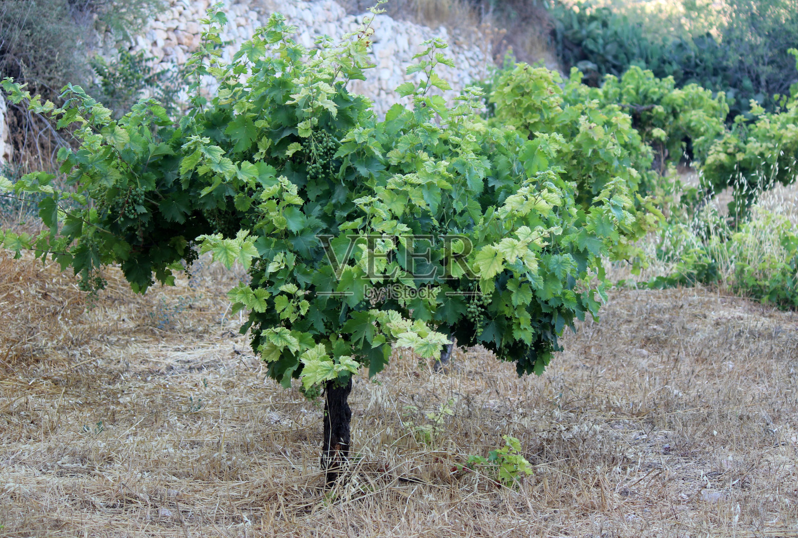 葡萄树照片摄影图片