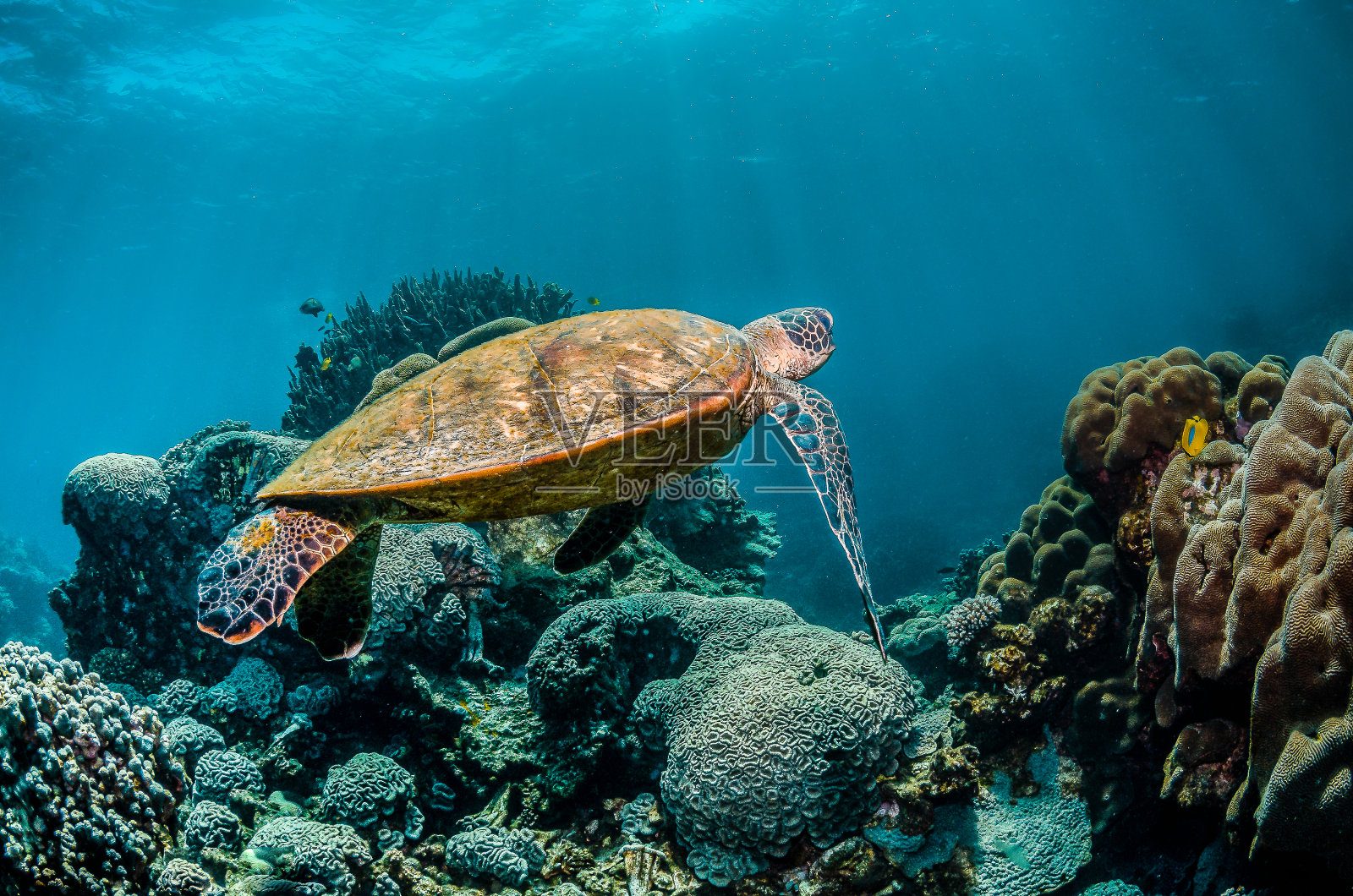 在珊瑚礁中遨游的海龟照片摄影图片