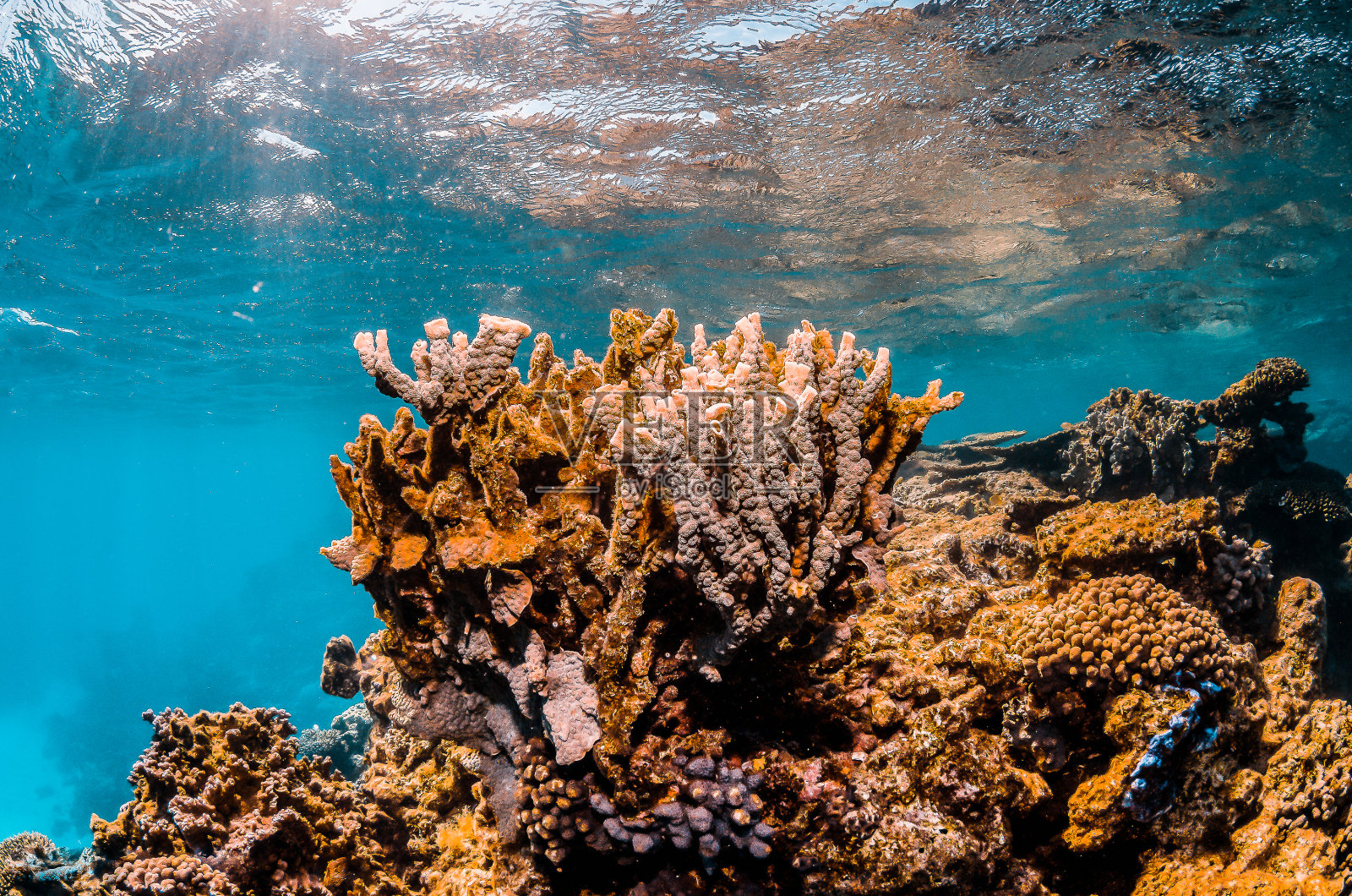 碧蓝海水中的彩色硬珊瑚照片摄影图片