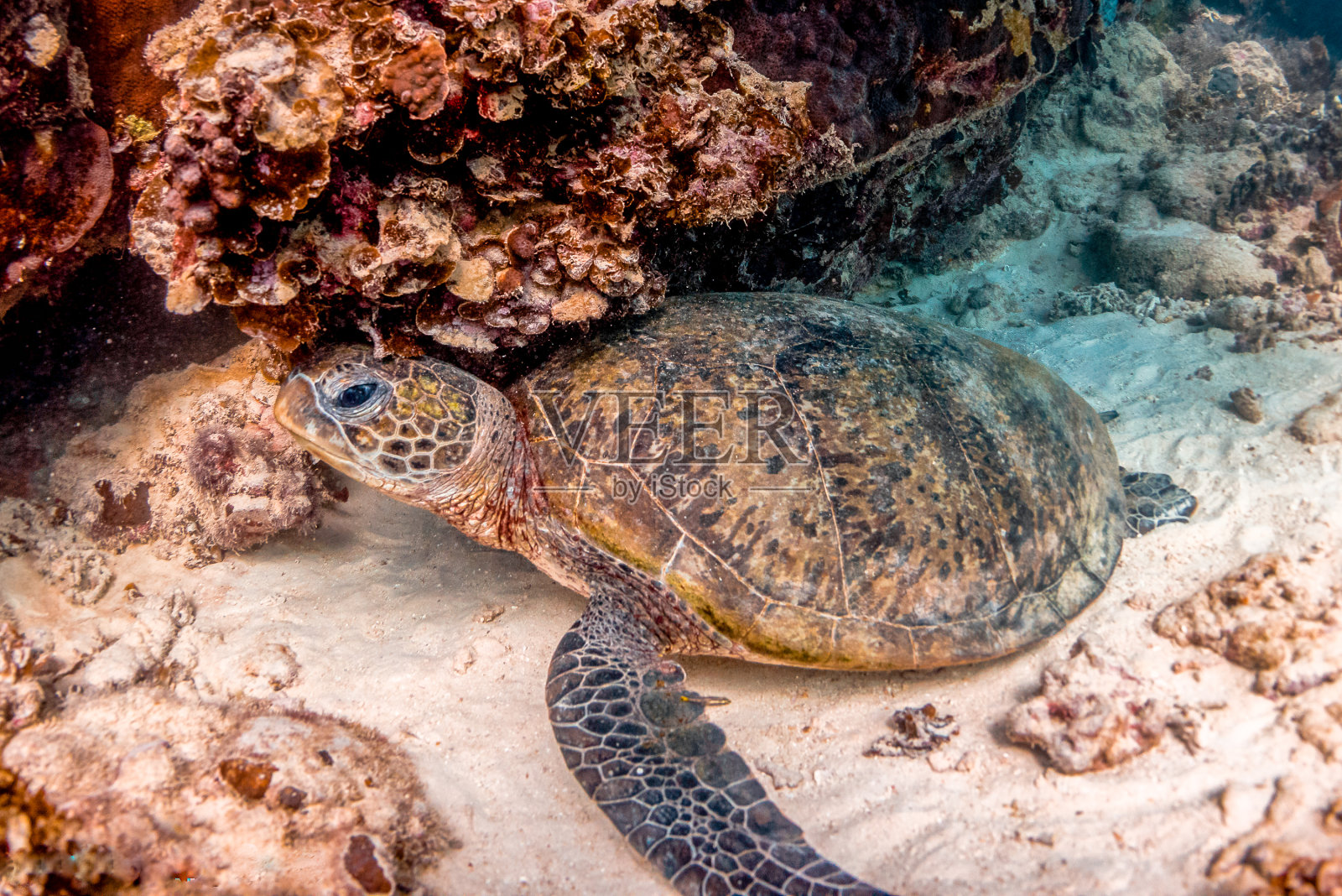 在珊瑚礁中遨游的海龟照片摄影图片