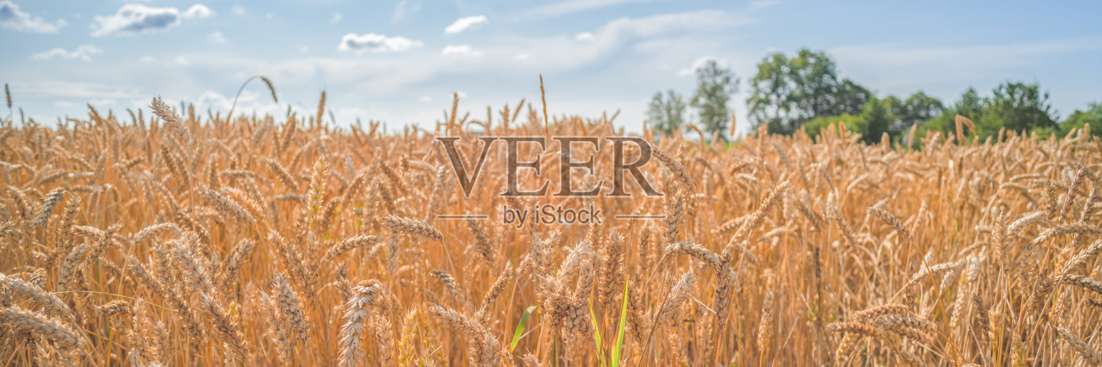 在一个阳光明媚的日子里，一大片成熟的小麦照片摄影图片