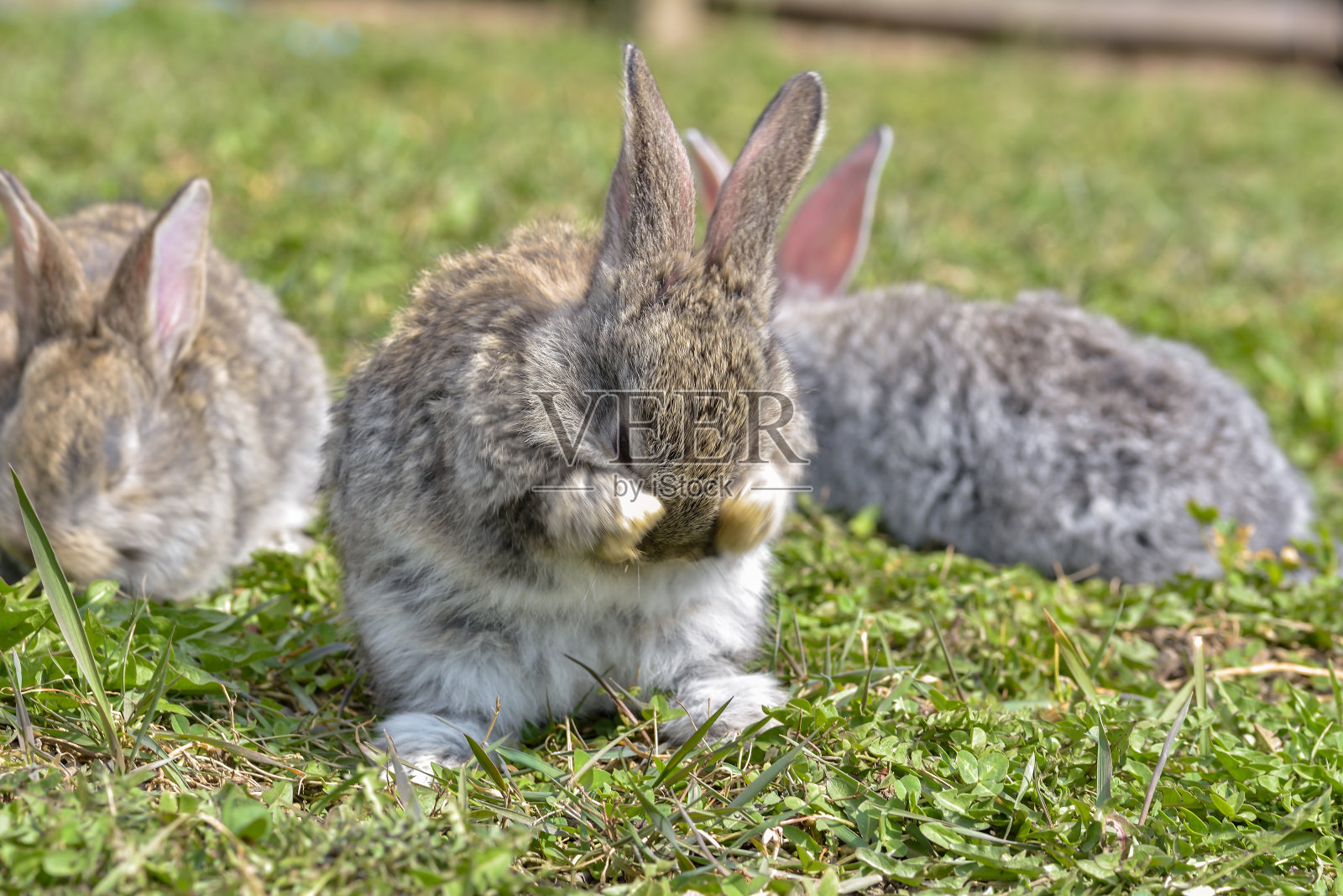 复活节的问候——复活节兔子坐在绿色的草地上。照片摄影图片