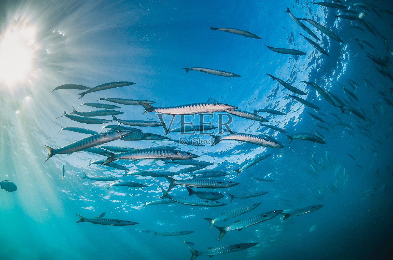 在清澈湛蓝的海洋中成群结队的银鱼照片摄影图片