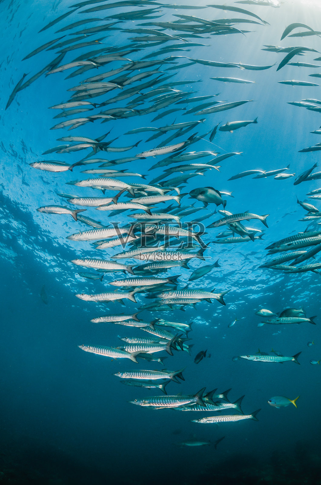 在清澈湛蓝的海洋中成群结队的银鱼照片摄影图片