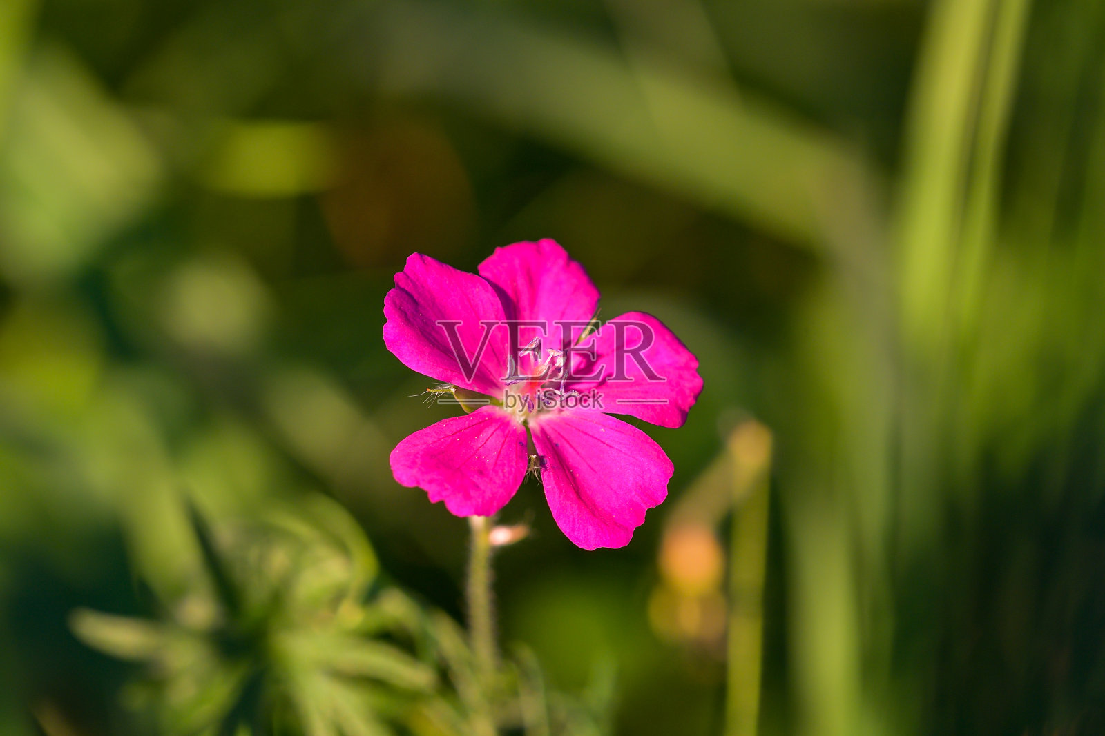 花园里有粉红色的野花照片摄影图片