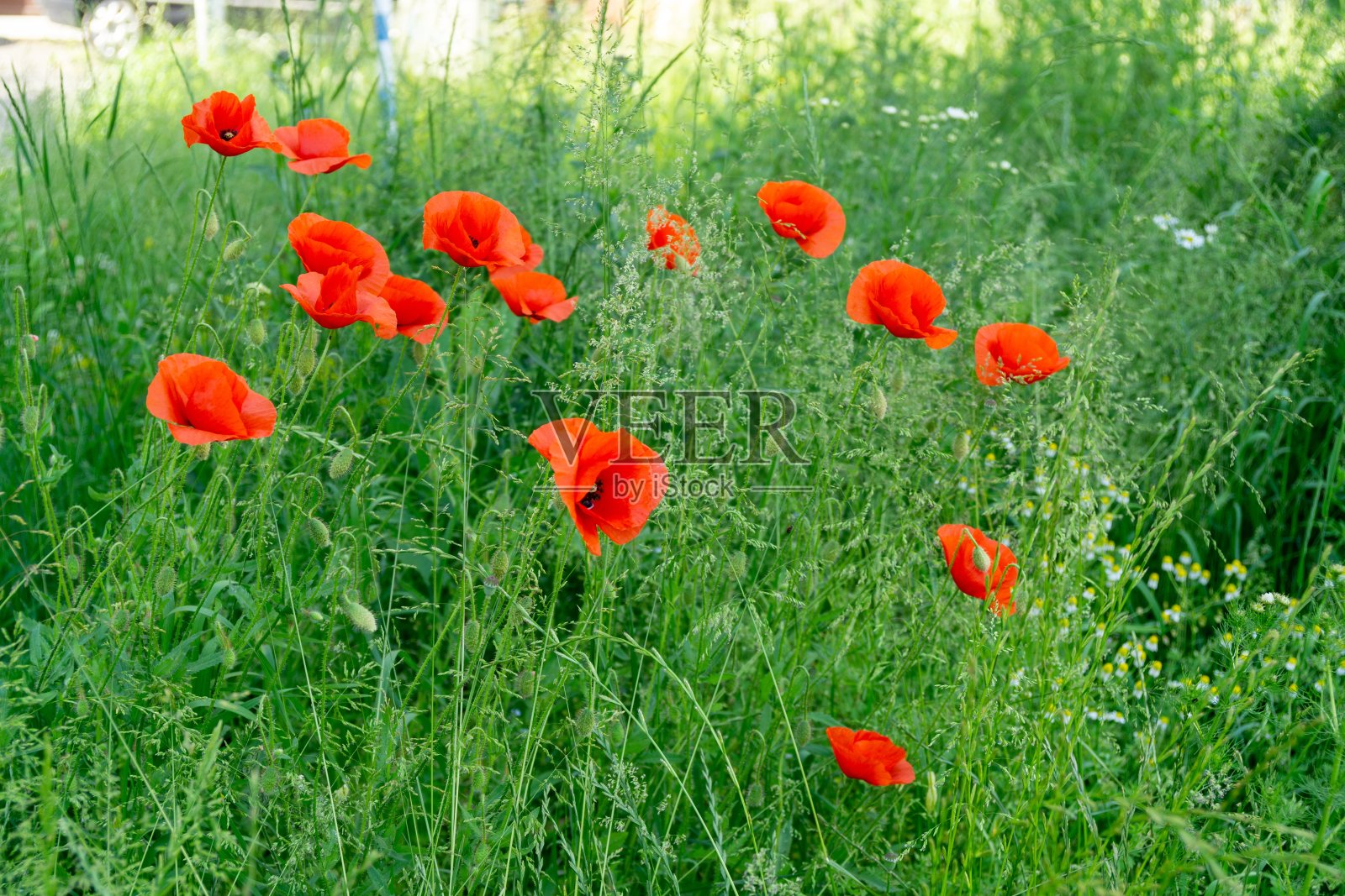 美丽的红色罂粟植物在森林或花园在自然界。照片摄影图片