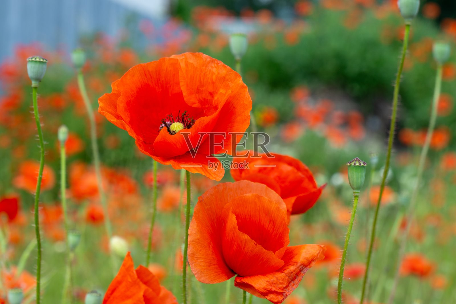 美丽的红色罂粟植物在森林或花园在自然界。照片摄影图片