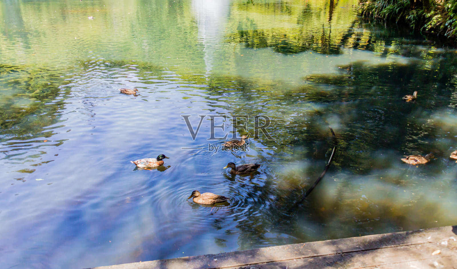 漫步穿过Pukekura公园植物园。新普利茅斯，塔拉纳基，新西兰照片摄影图片