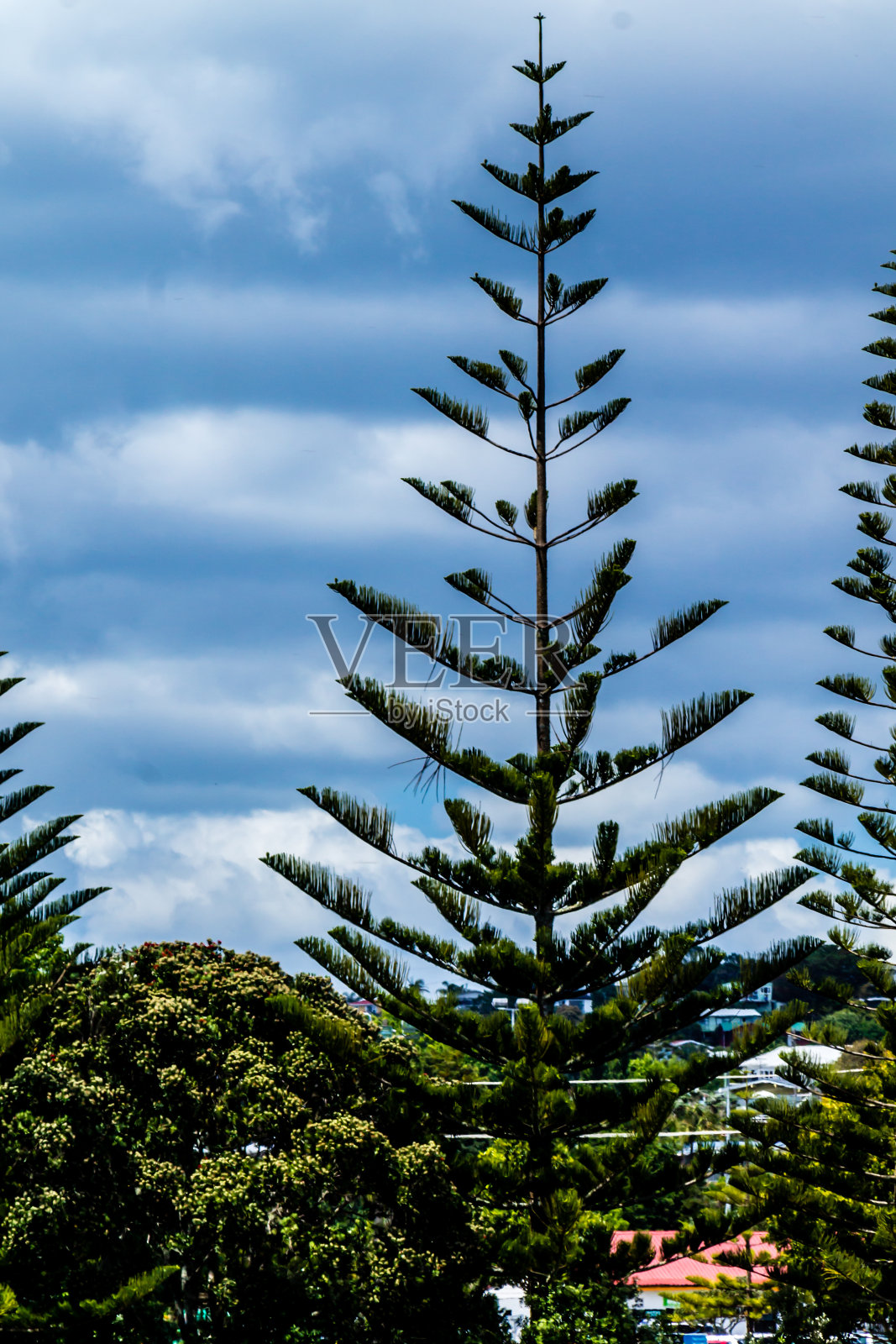 半岛周围的景色。Stanmore湾。奥克兰,新西兰照片摄影图片