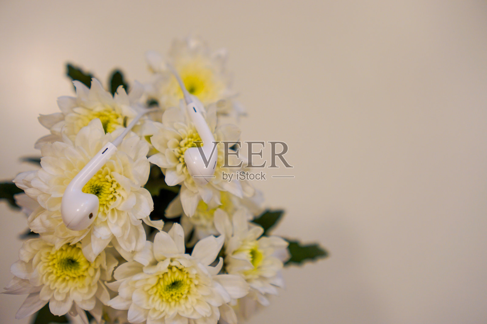 听大自然，耳机上放着白色的菊花花照片摄影图片