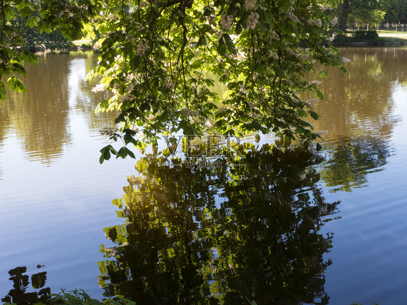 春天在大学城Tübingen在内卡照片摄影图片