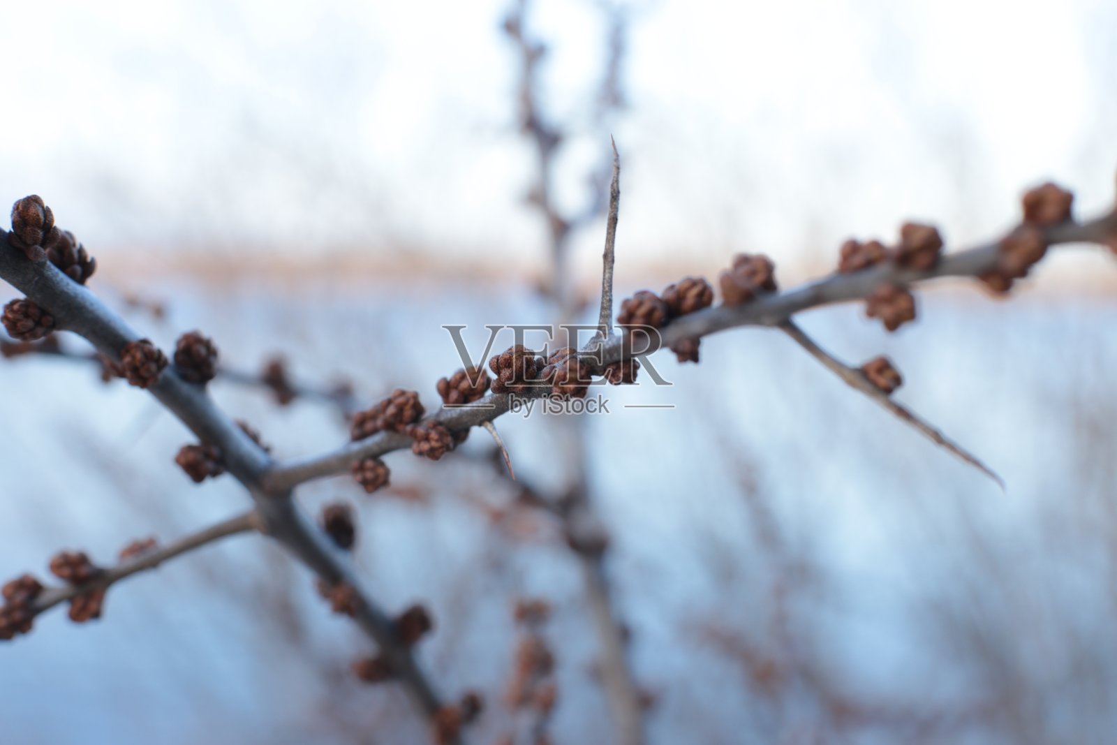微距照片裸树枝干小芽蓝天自然春光背景照片摄影图片
