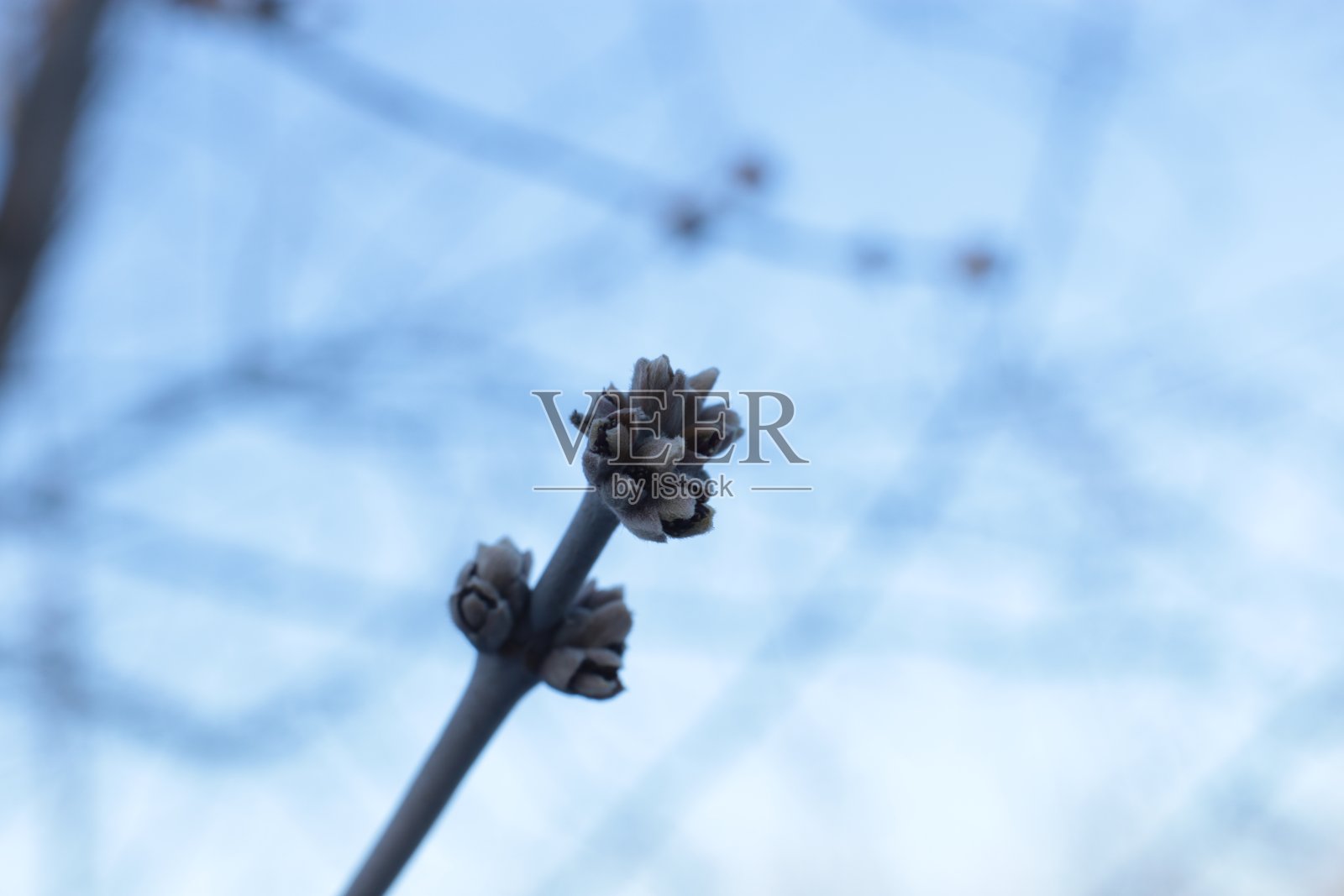 微距照片裸树枝干小芽蓝天自然春光背景照片摄影图片