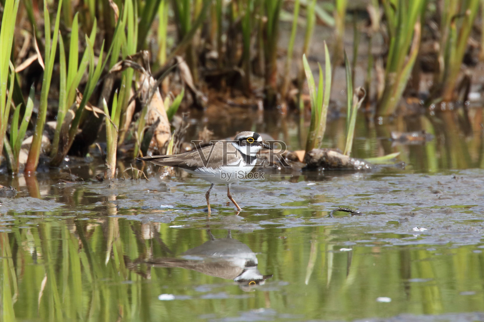 河里的一只珩照片摄影图片
