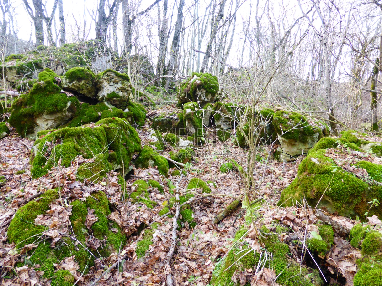 秋天的森林里覆盖着苔藓的石头。照片摄影图片
