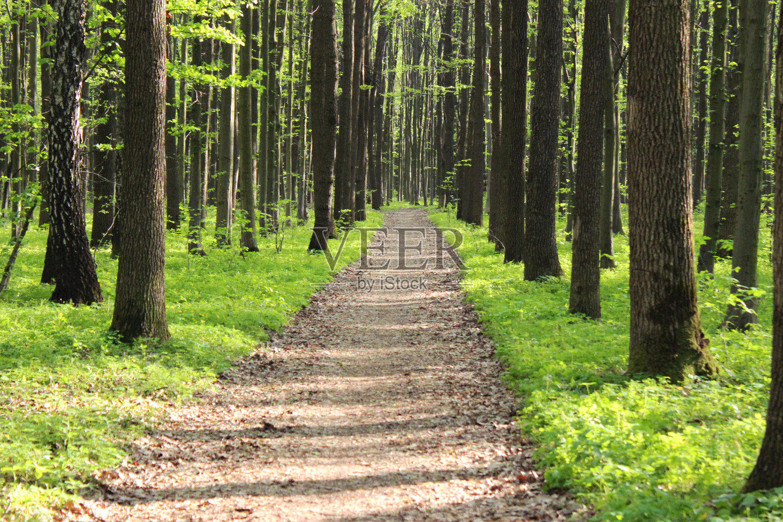 路在一片绿色的森林里。照片摄影图片