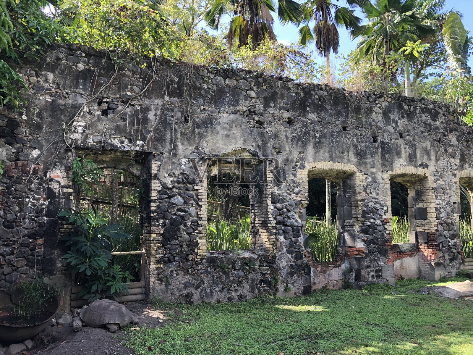 有乌龟的圣皮埃尔村废墟照片摄影图片