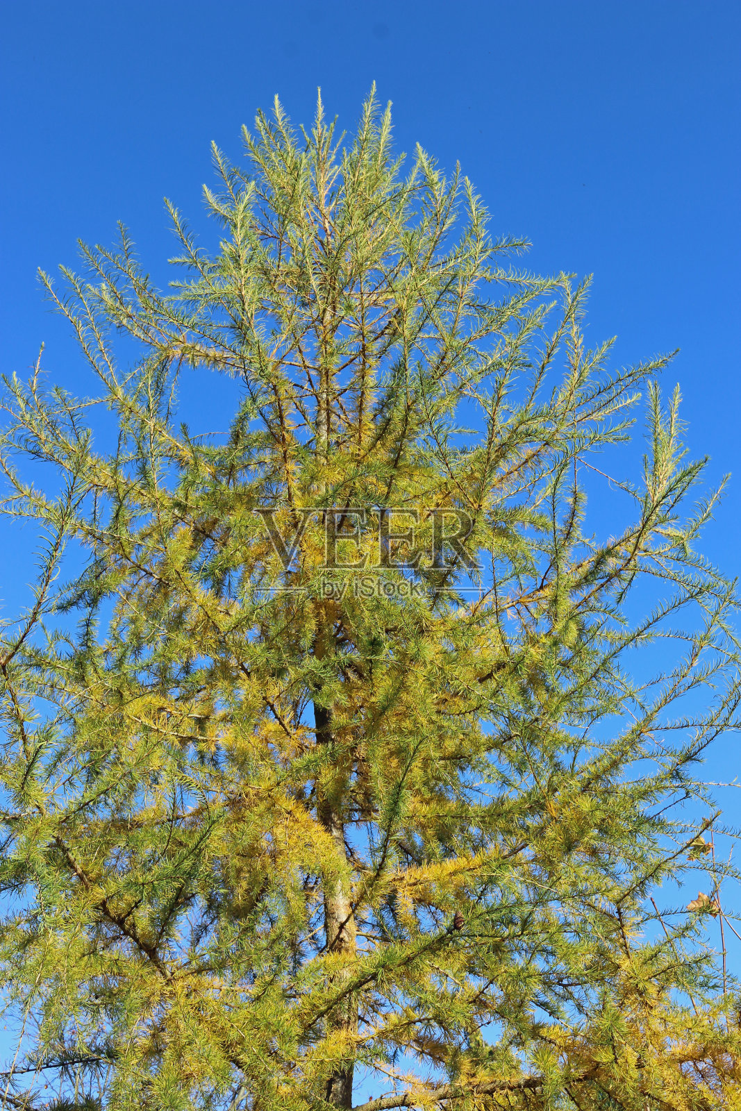 秋天的落叶松照片摄影图片