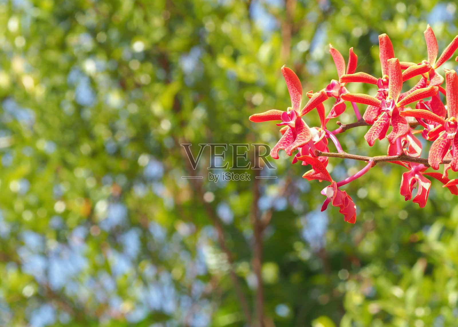 红色的兰花照片摄影图片
