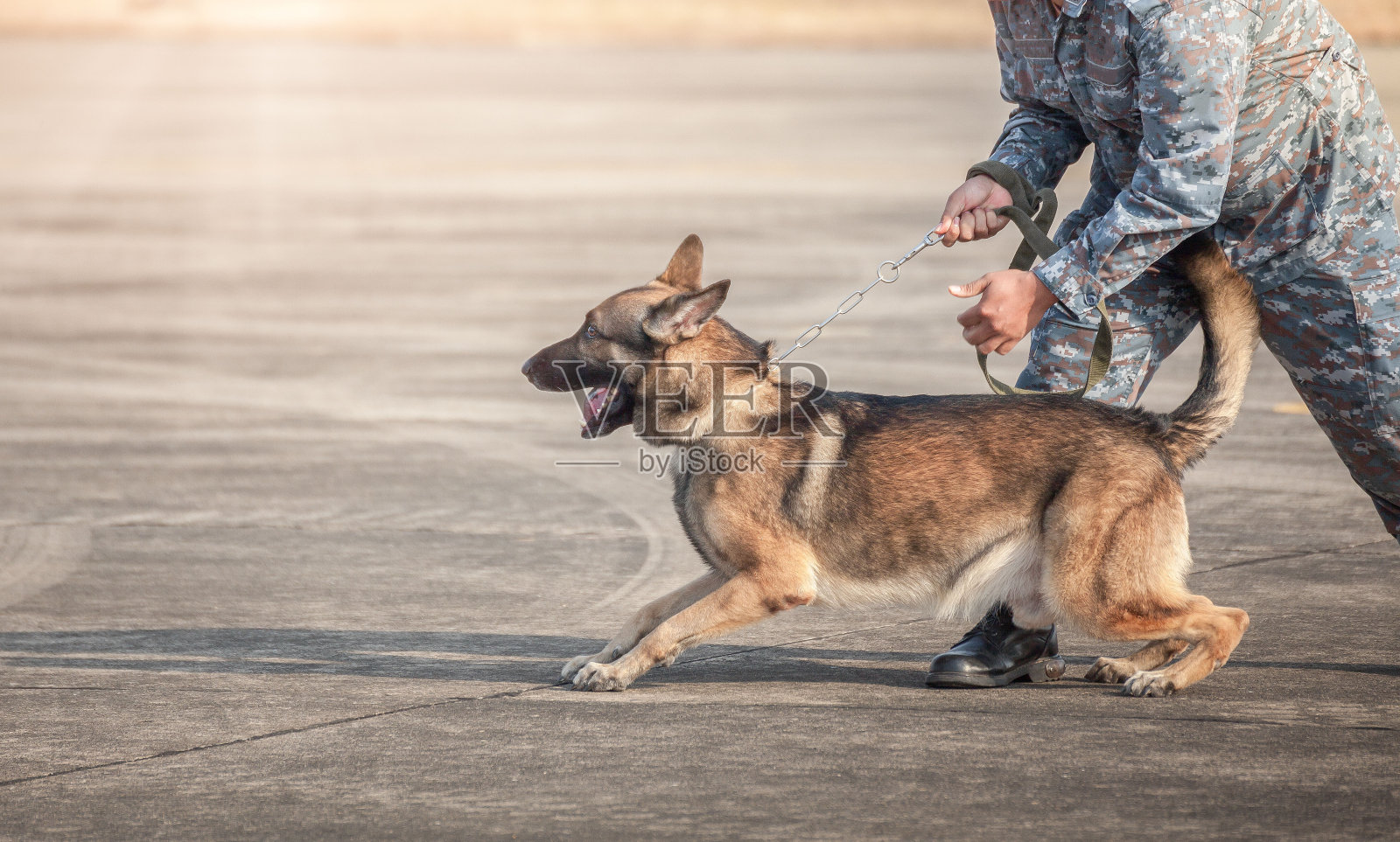 从K-9单位的士兵演示攻击敌人，绿色的草坪。学习人类的语言。狗能很好地服从命令。德国牧羊犬站立。照片摄影图片