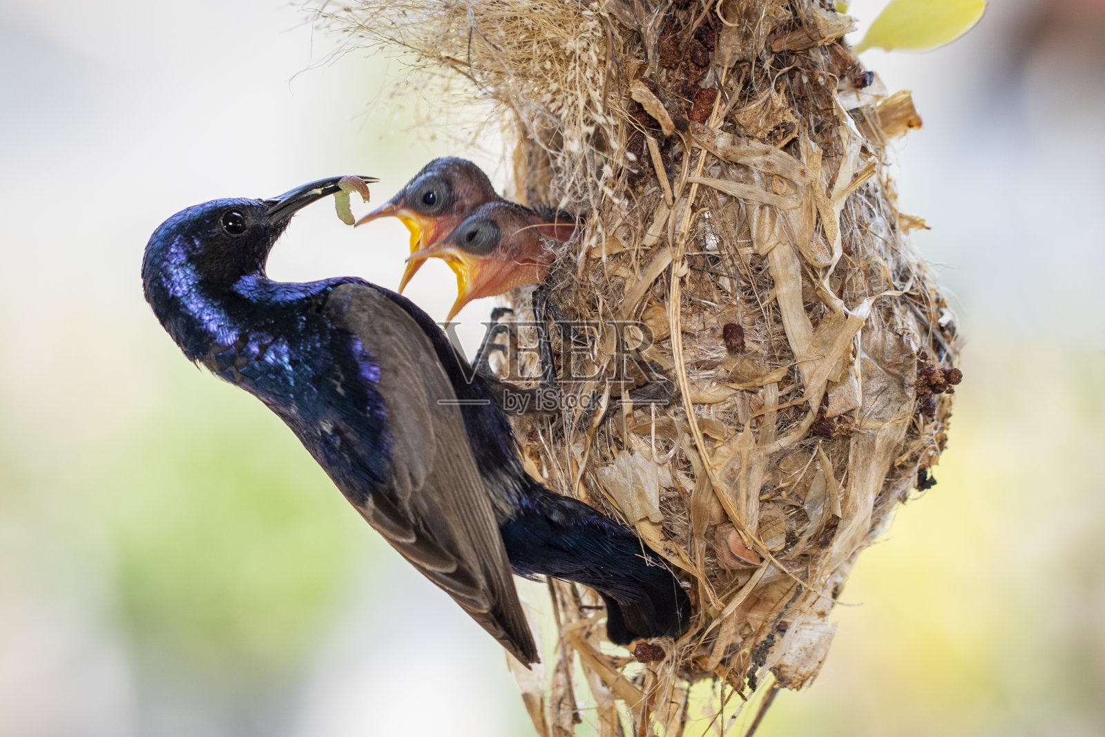 紫色太阳鸟(雄性)在自然背景的鸟窝中喂养幼鸟的图片。(Cinnyris asiaticus)。鸟。动物。照片摄影图片