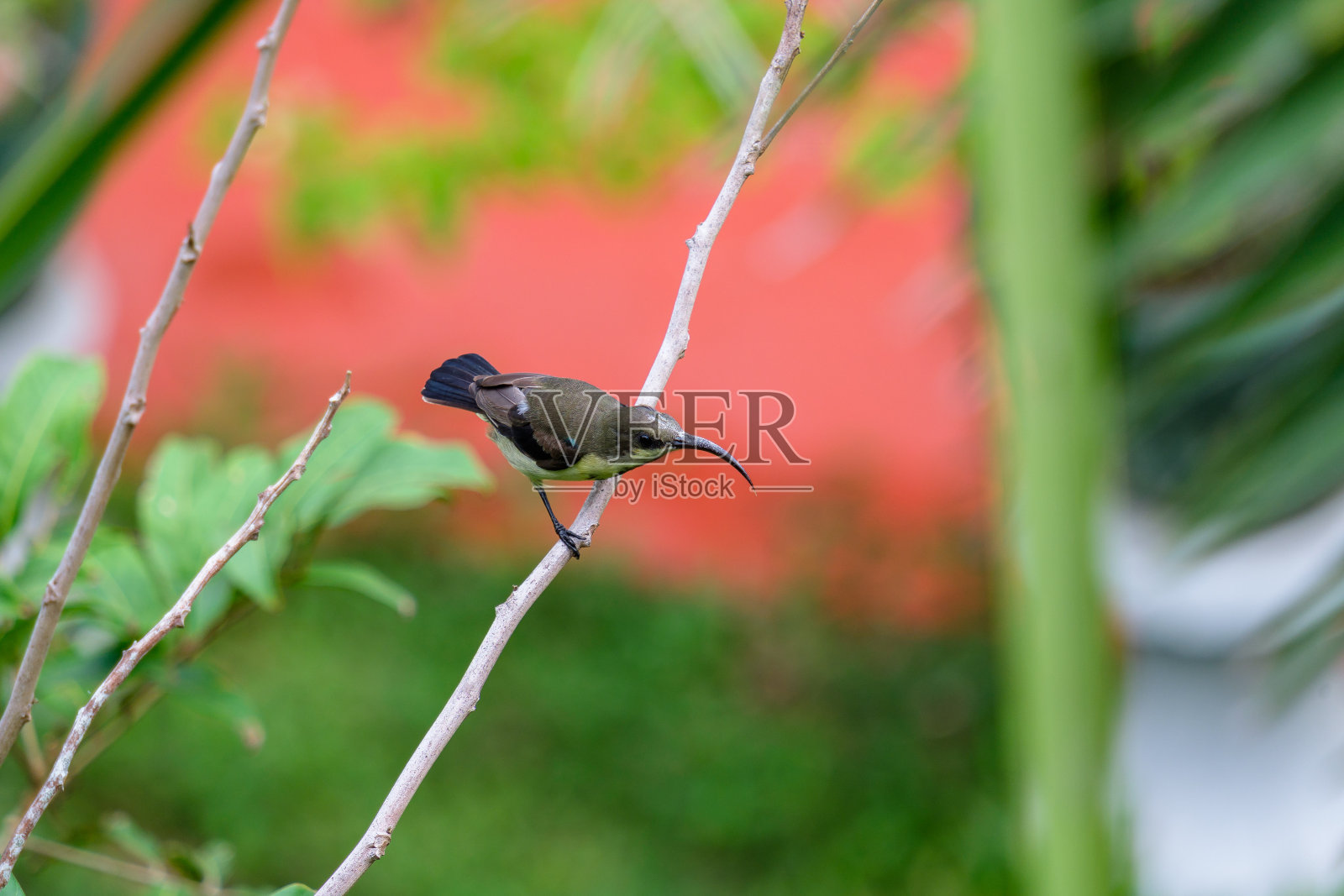 一只热带鸟坐在树上照片摄影图片