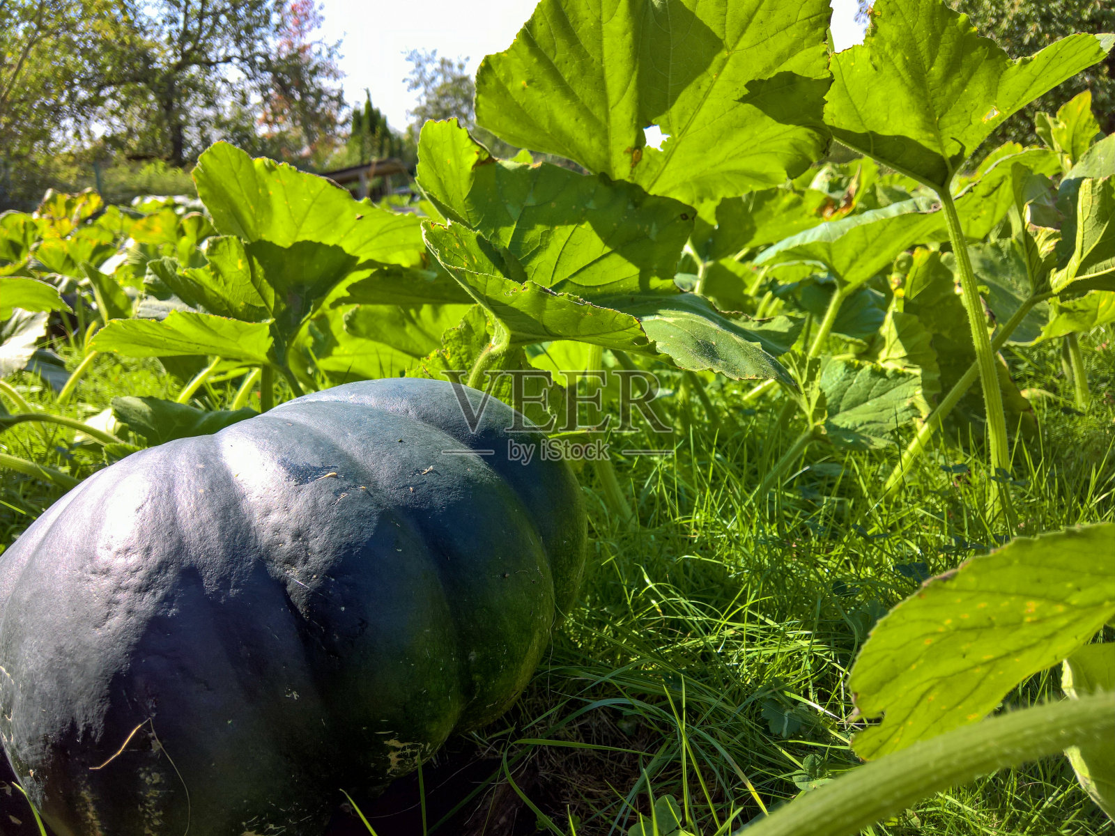 新鲜的南瓜从自己的花园;calabaza南瓜照片摄影图片