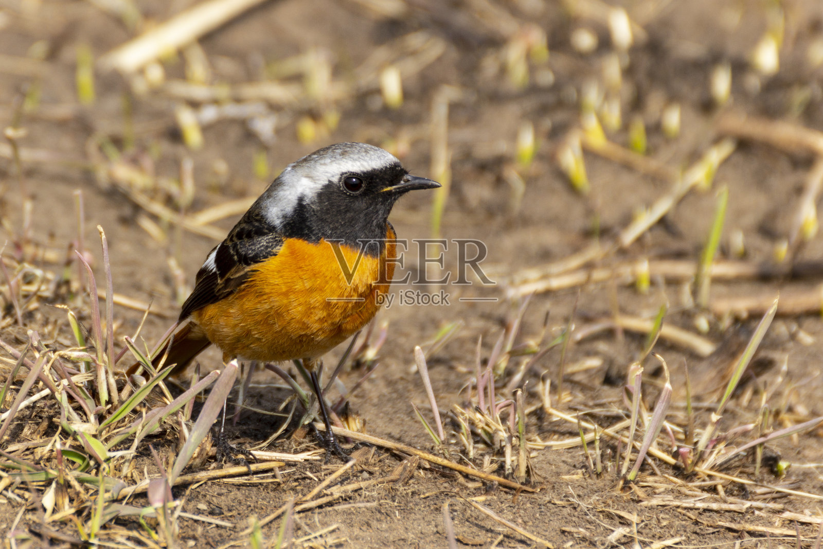在一个阳光明媚的春日，地面上有一只红雀，正在嫩绿的小草中间。照片摄影图片