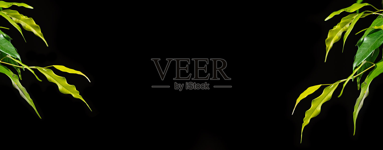 在黑色背景的近景上，绿色的榕树叶子。副本的空间。黑花的背景。照片摄影图片