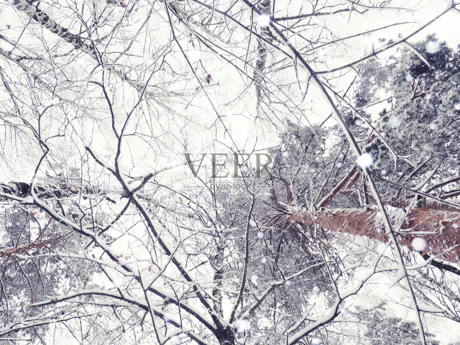 树上有雪的冬天公园，冬天被雪覆盖的森林照片摄影图片