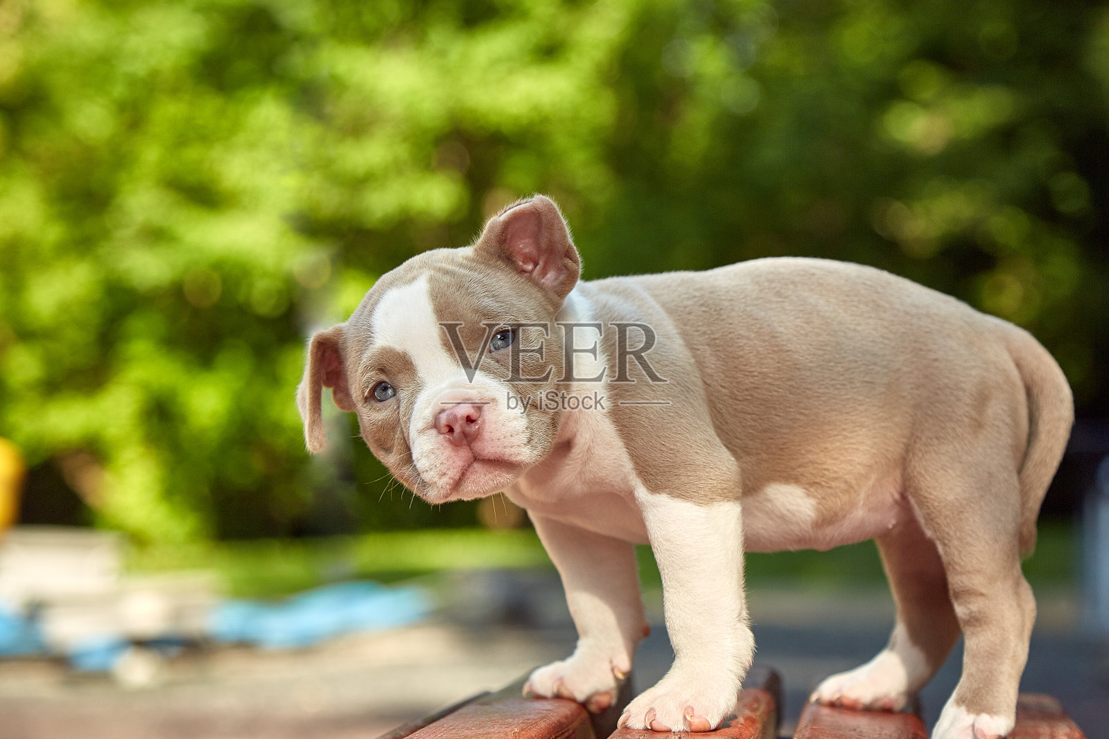 可爱的小狗美国Bulli坐在一个木制的长凳上，在公园里的春天，美丽的五颜六色的树木开花照片摄影图片