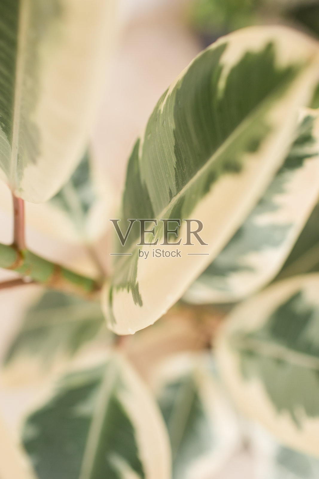 杂色橡皮树照片摄影图片