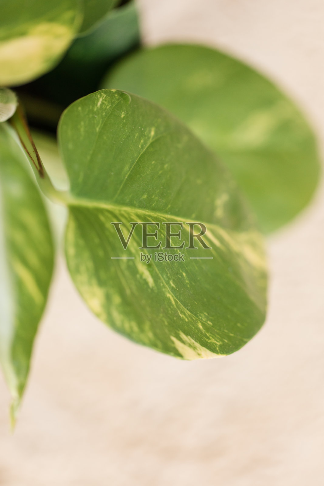 绿萝照片摄影图片