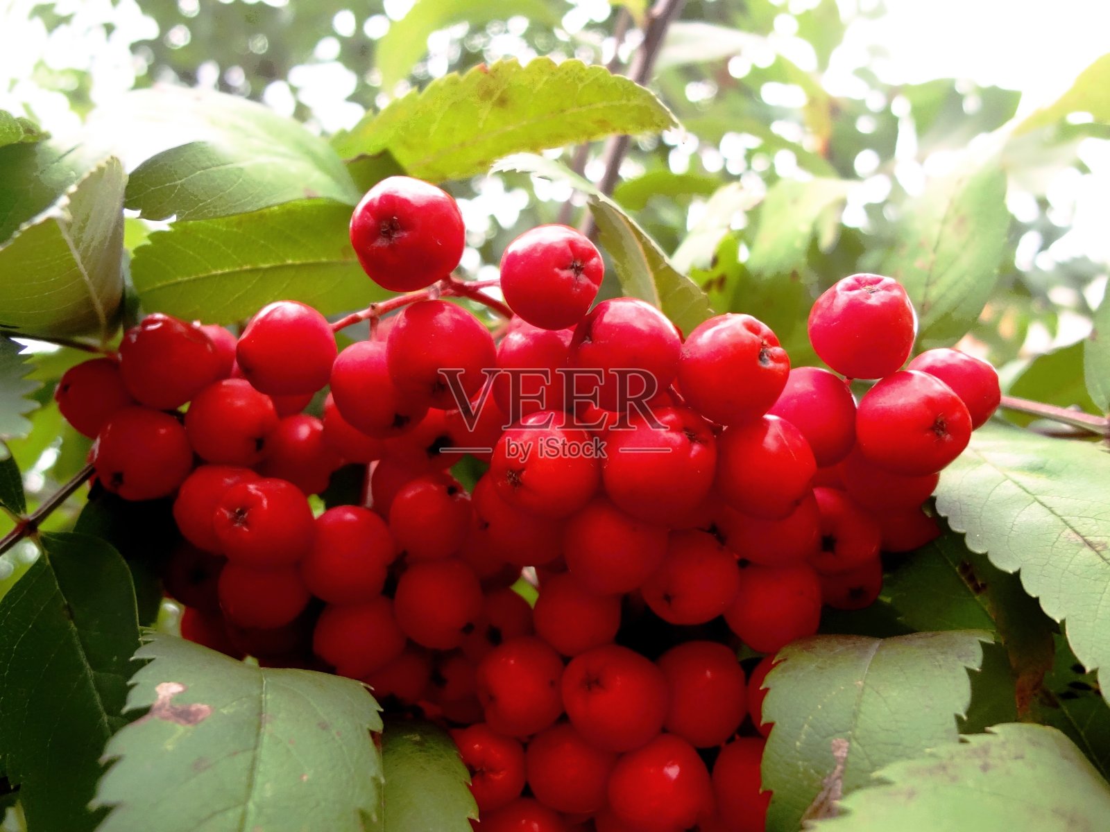 红色罗文浆果照片摄影图片