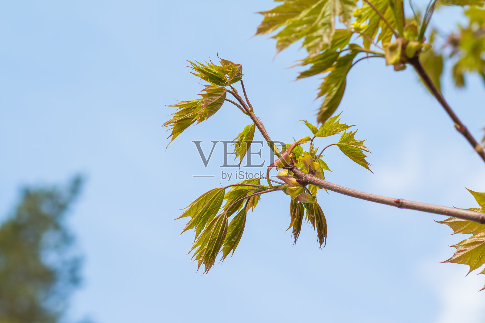 春天来了，第一片绿。自然醒来。春天的风景，树木的第一批嫩叶。树枝与第一个绿色的树叶和芽对蓝色的天空。春天的背景。照片摄影图片