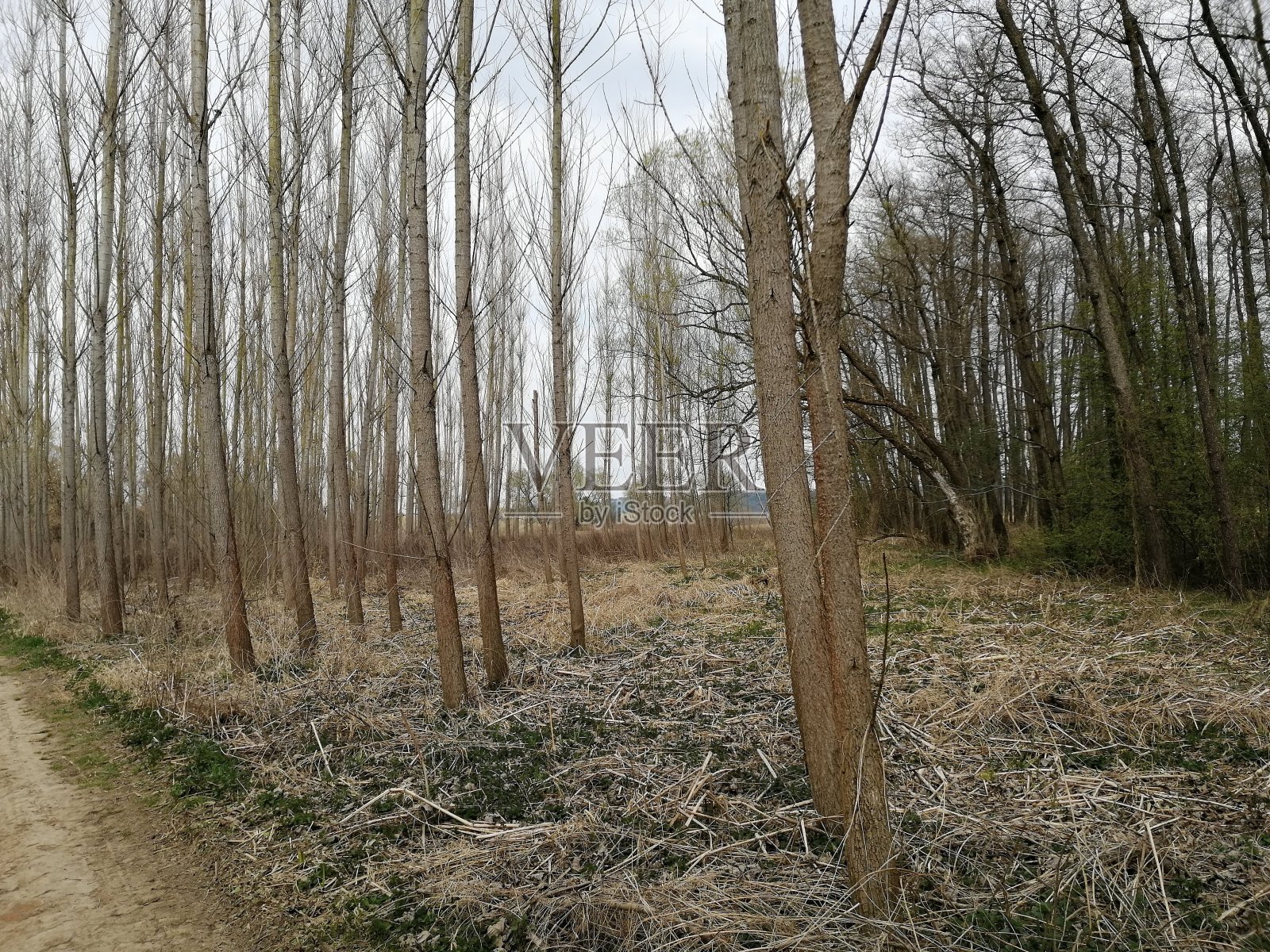 典型WETLAND-FOREST照片摄影图片