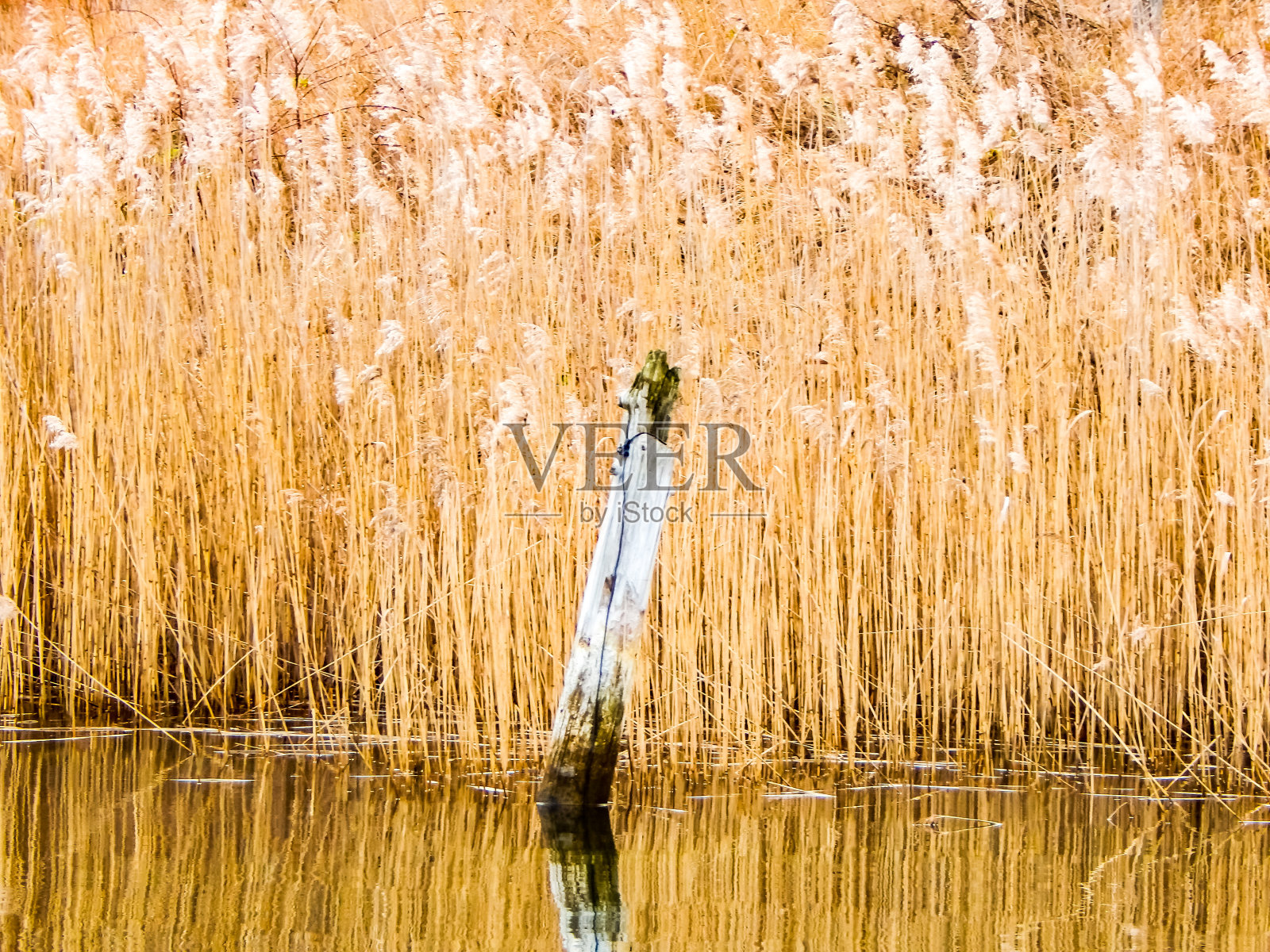 瑞典东海岸的一个小湖照片摄影图片