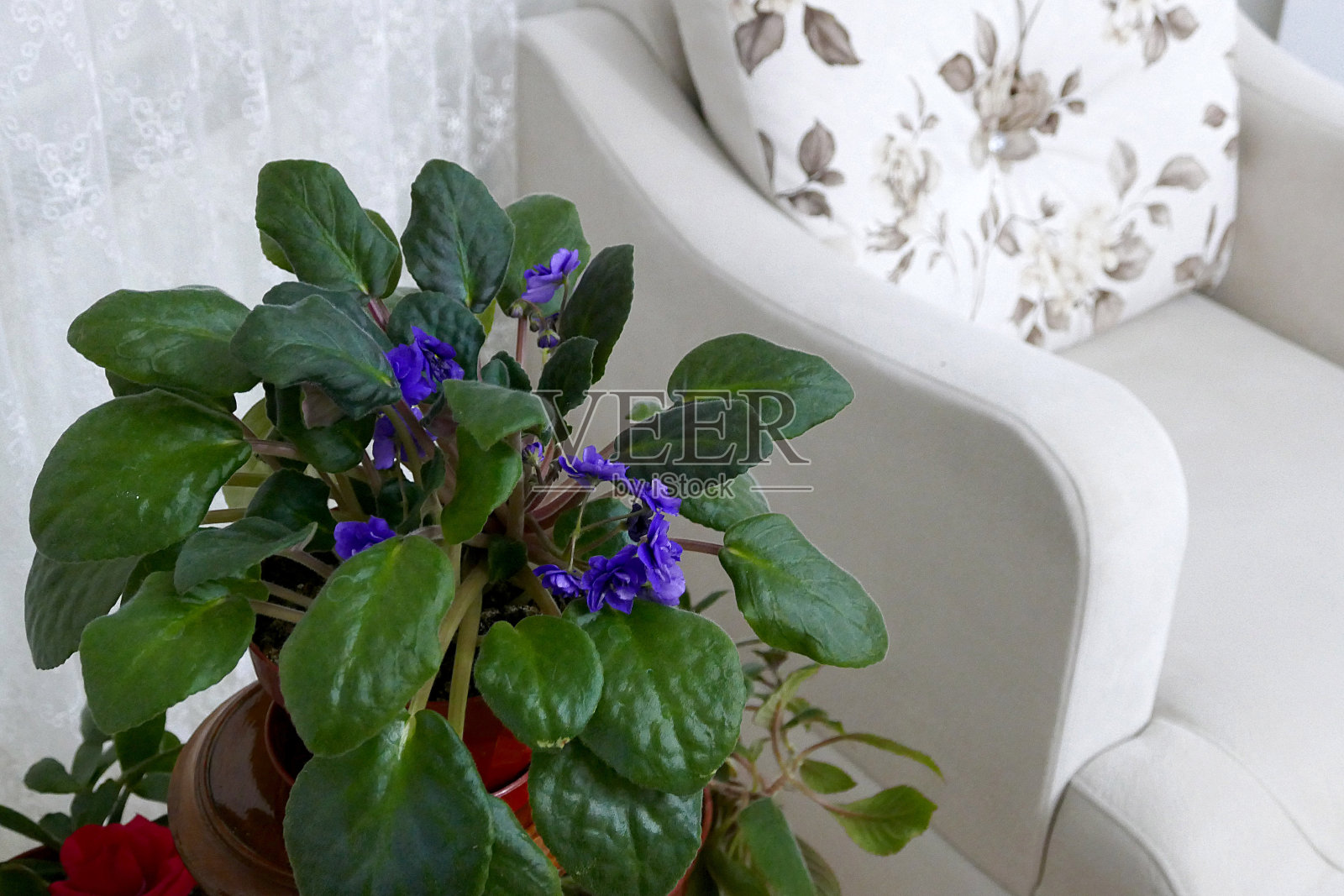 家里的紫罗兰花，观赏花，蓝色的紫罗兰花，照片摄影图片