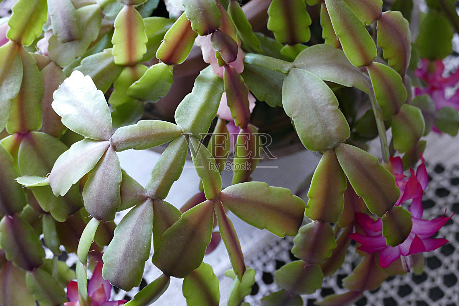粉色圣诞花，新盛开的圣诞装饰植物，照片摄影图片