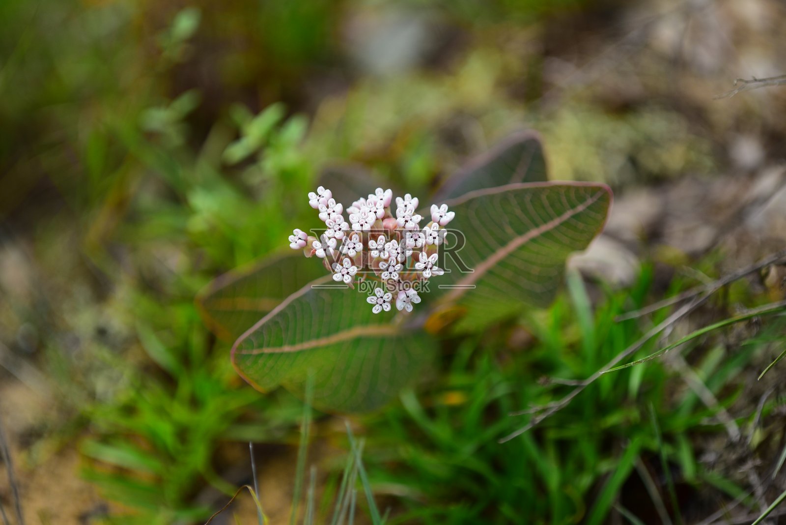 在背景中没有焦点的有脉状叶子的沙丘乳草头状花照片摄影图片