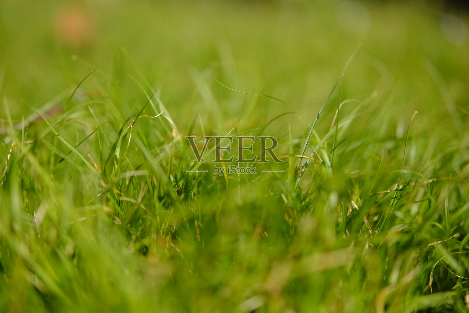 草照片摄影图片