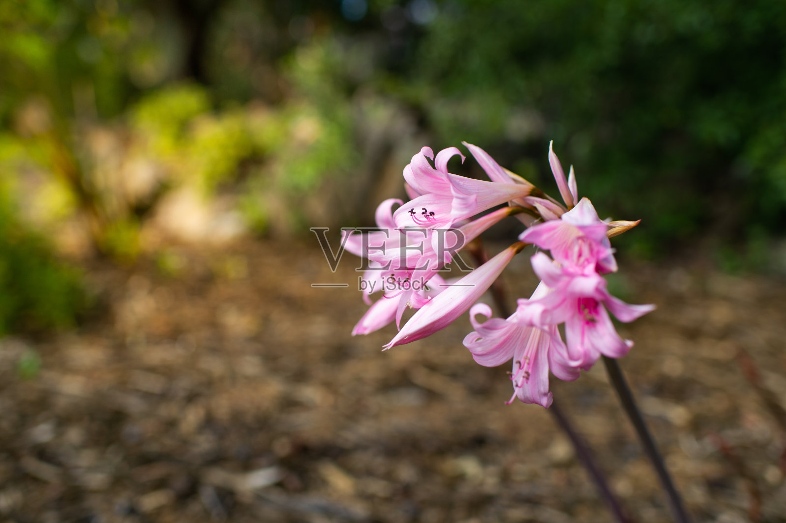 美丽的粉红色孤挺花，颠茄或三月百合花照片摄影图片