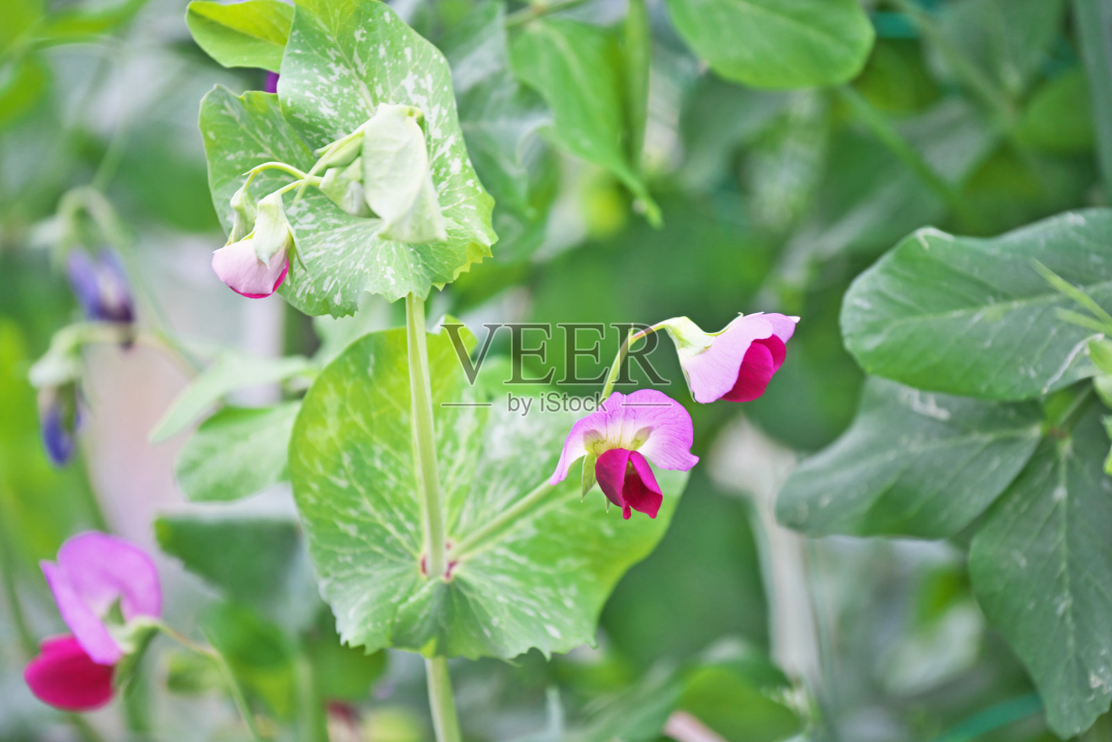 豆荚豌豆花照片摄影图片