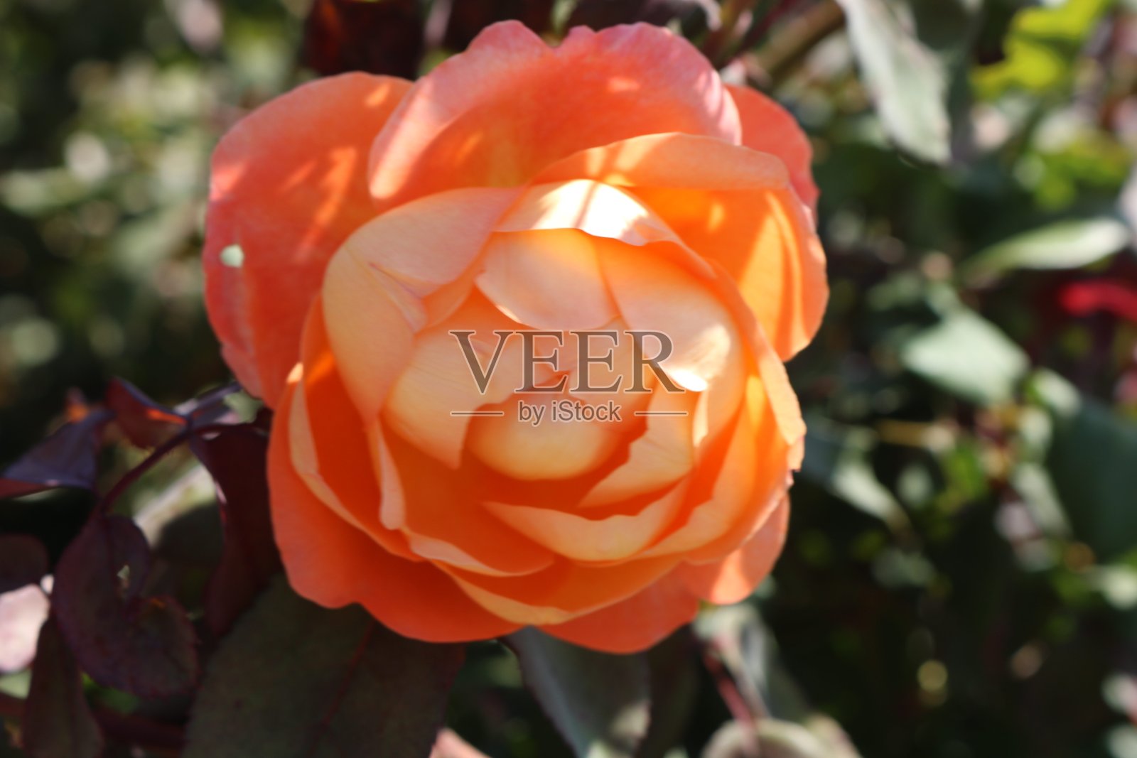 在加州圣地亚哥的玫瑰特写照片摄影图片